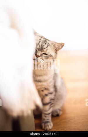 Sleepy Scozzese fold Cat Sharp Focus Fluffy famiglia tempo gioco bambini casa divertente concetto Foto Stock