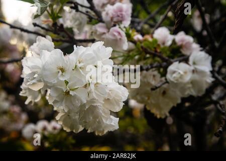 Primo piano immagine di bianco e rosa fiore ciliegio in fiore con sfondo fuori fuoco Foto Stock