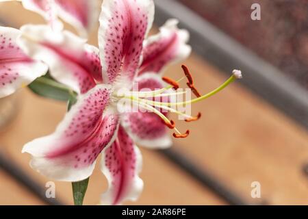 Un bouquet di gigli di Stargazer con petali rosa e bianchi profondi e polline d'arancio sulla balbuziana. Foto Stock