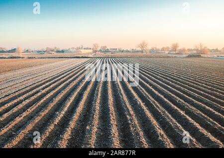 Campo di agricoltura invernale pronto per la nuova stagione di semina. Campagna di semina primaverile. Agricoltura e agroalimentare. Protezione dalle frost di molla. Coltivazione o Foto Stock