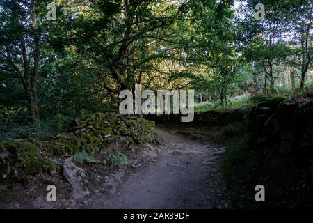 Sentiero rurale alberato in Galizia, nel Nord della Spagna, sul Camino de Santiago Foto Stock