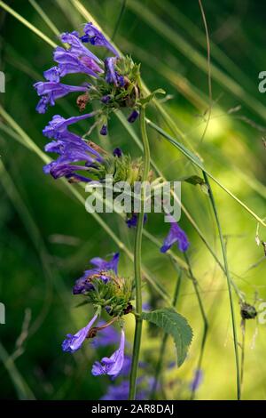 Katzenminze Nepeta Sibirica (Syn. Dracocephalum Sibiricum) Im Botanischen Garten, Bonn, Nordrhein-Westfalen, Germania Foto Stock