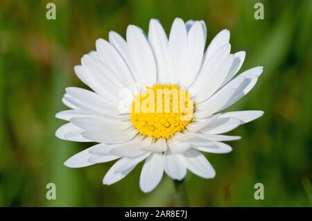 Daisy (bellis perennis), primo piano di un singolo fiore che cresce nell'erba. Foto Stock