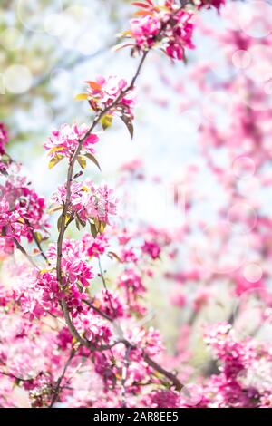 Primavera fiore ciliegio vicino Foto Stock
