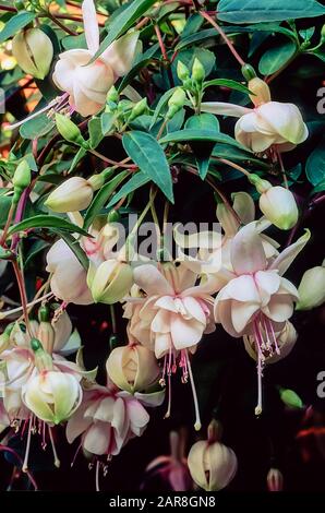 Vista ravvicinata di Harry Grey fuchsia fiori. Una doppia bianca rose montante e trailing fucsia decidui. Ideale per appendere i cestini e contenitori Foto Stock