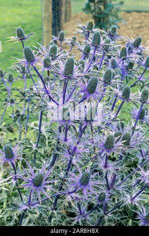 Letto di Eryngium bourgati in fiore pieno chiamato anche Sea Holly ed è un perenne erbaceo che è completamente hardy Crescerà in suolo povero Foto Stock