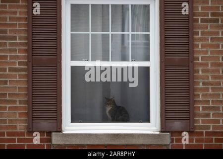 Gatto alla finestra guardando fuori da una giornata torbida, muro di mattoni, toni marroni Foto Stock