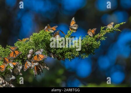 Monarch Butterflies, Danaus plexippus, raggruppati insieme per il calore alla loro destinazione di migrazione invernale a Lighthouse Field state Beach a Santa Cr Foto Stock