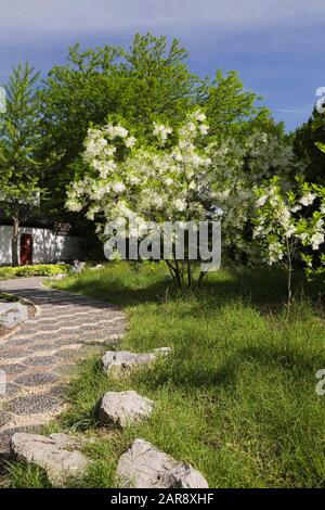 Sentiero in pietra ciottolosa con bianco Chionanthus virginicus - Fringe Tree e Stone Boat padiglione nel Giardino Cinese in tarda primavera, Giardino Botanico di Montreal Foto Stock