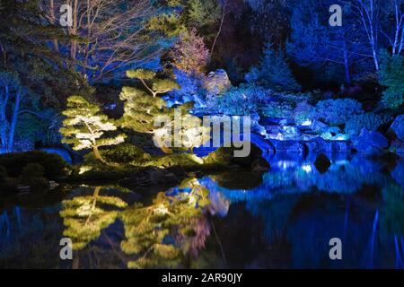 Illuminato Pinus - alberi di pino sul bordo dello stagno e. Cascata durante l'evento Gardens of Light nel giardino giapponese di notte in autunno Foto Stock