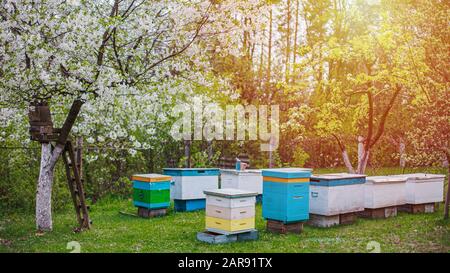 Filari di alveari nel frutteto di ciliegio durante il campo medico primaverile. Ciliegio bianco in fiore accanto all'apiario. Raccolta di polline nel frutteto nel mese di aprile. Beekeep Foto Stock