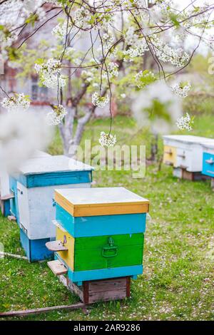 Frutteto di ciliegio con apiario su erba verde. Fioritura di ciliegio bianco in aprile prossimi alveari colorati Foto Stock