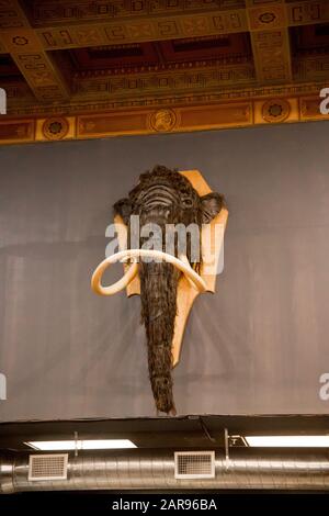 Taxidermy mammut su un muro Foto Stock