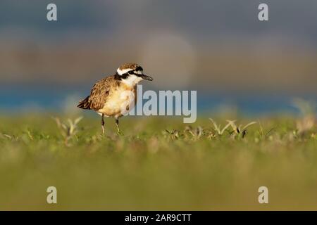 Kittlitzs Plover - Charadrius pecuarius piccolo uccello di mare in Charadriidae, razze vicino salmastra costiera e interna, rive del fiume o praterie, nativo Foto Stock