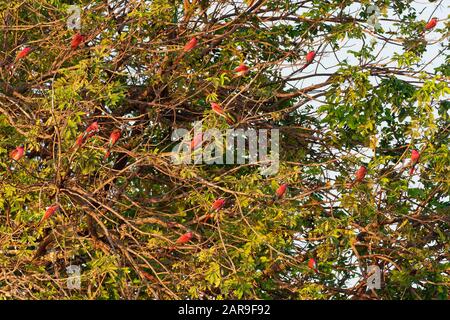 Il gregge di bellissimi uccelli rossi che perching nell'albero - Carmine Southern Bee-eater - Merops nubicus nubicoides volare e sedersi sul loro nesting col Foto Stock