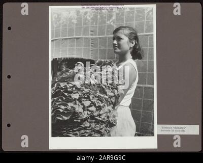 Album fotografico Deli Maatschappij: Tabacco in coltura Italia Donna con tabacco raccolto foglie Annotazione: Timbro sopra la foto tradotto da italiano: Licenza tabacco produzione Grand Officer Francesco Giontella, Cavaliere Dell'Ordine del merito del lavoro. Didascalia tradotta dall'italiano: Sumatratabak durante il raccolto Data: 1 gennaio 1958 Località: Bastia, Italia, Perugia, Umbria Parole Chiave: Culture, vendemmia, tabacco, industria del tabacco, lavoro femminile Nome personale: Giontella, Francesco Foto Stock