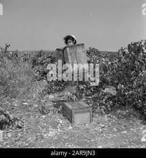 Azienda Vinicola Carmel Mizrachi Wineries A Rishon Le Zion. Vendemmiatrice al lavoro Data: 1 gennaio 1960 Località: Israele, Rishon le Zion Parole Chiave: Operai, uva, vendemmiatori, industria, vendemmia, viticoltura Foto Stock