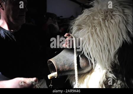 Joaldunak mette su una campana durante il carnevale.Il suono delle campane si sente attraverso la valle Bidasoa, Ituren un piccolo villaggio situato nella regione di Malerreka, presages l'accoglienza dei carnevali lungamente attesi per tutti gli abitanti della regione. I Joaldunaks camminano per le strade vestite di sandali, petticavene sulla punta del piede, pelli di pecora sulla vita e sulle spalle, sciarpe colorful del collo, ttuntturroa (cappelli affusolati) e un bastoncino di cavallo sulla loro mano destra, suonano le loro campane facendo il loro suono rumble in tutta la valle, così guidando via gli spiriti maligni. Foto Stock