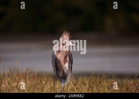 Divertente eddish egret wading uccello Eggretta rufescens avere una brutta giornata di capelli con ruffled piume vicino Tigertail Beach a Marco Island, Florida Foto Stock