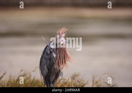 Divertente eddish egret wading uccello Eggretta rufescens avere una brutta giornata di capelli con ruffled piume vicino Tigertail Beach a Marco Island, Florida Foto Stock