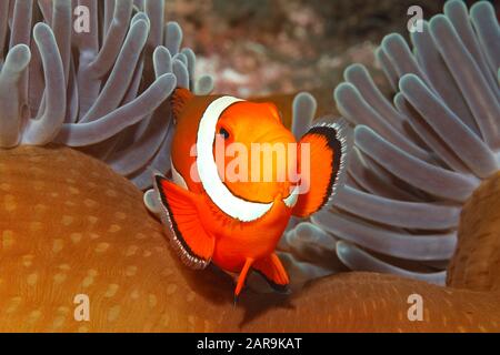 Clown Anemonefish, Amphiprion ocellaris, nuoto fra i tentacoli della sua casa di anemone. Tulamben, Bali, Indonesia Foto Stock