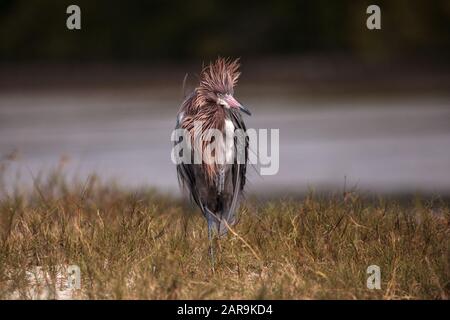 Divertente eddish egret wading uccello Eggretta rufescens avere una brutta giornata di capelli con ruffled piume vicino Tigertail Beach a Marco Island, Florida Foto Stock