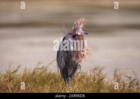 Divertente eddish egret wading uccello Eggretta rufescens avere una brutta giornata di capelli con ruffled piume vicino Tigertail Beach a Marco Island, Florida Foto Stock