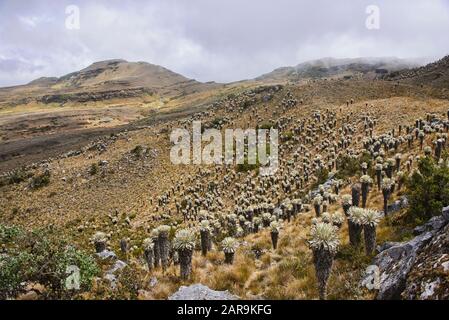 Trekking tra i ferraejones in alta quota Páramo de Oceta trekking, Monguí, Boyaca, Colombia Foto Stock