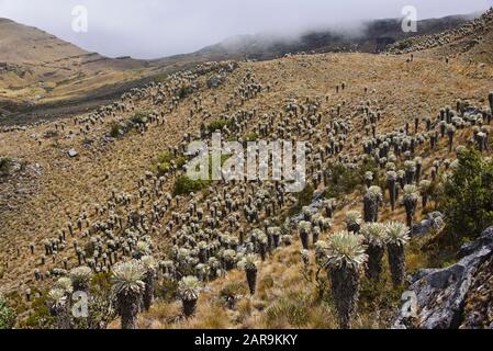 Trekking tra i ferraejones in alta quota Páramo de Oceta trekking, Monguí, Boyaca, Colombia Foto Stock