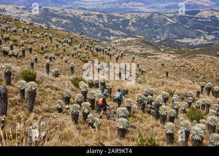 Trekking tra i ferraejones in alta quota Páramo de Oceta trekking, Monguí, Boyaca, Colombia Foto Stock