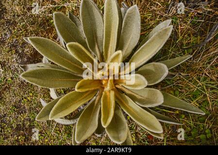 Primo piano della pianta (Espeletia) che cresce sulla Páramo de Oceta, Monguí, Boyaca, Colombia Foto Stock