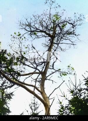 Danni, piante superiori, funghi, ruggine di pino Data: Parole Chiave non date: Piante superiori, danni, funghi Nome personale: Ruggine di pino Foto Stock