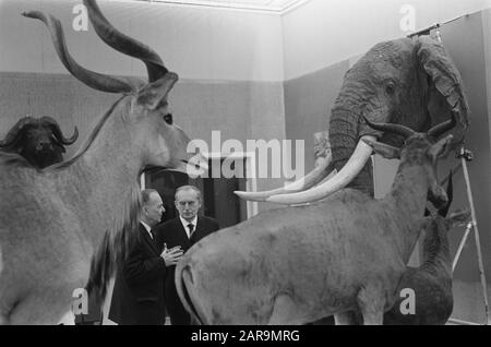 Sua Eccellenza Dr. W. Drees ha accettato il patrocinio della mostra Animali africani nel Museo Zoologico dell'Università di Amsterdam Data: 8 marzo 1963 Parole Chiave: Patronati, mostre Nome personale: Drees, Willem Institution Nome: Università di Amsterdam Foto Stock