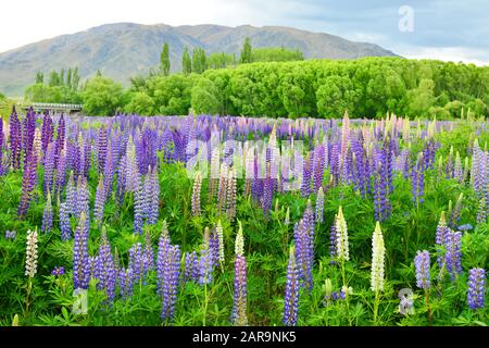 Lupini, i fiori viola nel fiume Ahuriri Omarama Otago, Nuova Zelanda Foto Stock