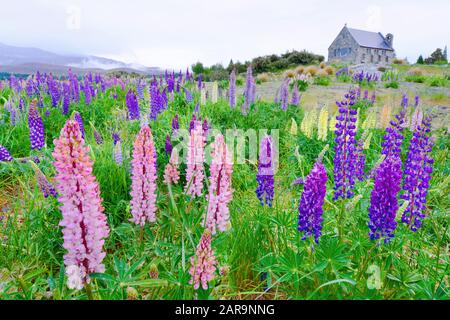 Bellissimo paesaggio lago tekapo, chiesa Buon pastore, Mt.Cook, Lupini campi, isola del Sud Nuova Zelanda Foto Stock