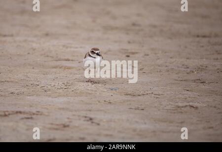 Wilsons snipe shorebird Charadrius wilsonia forages per i granchi più fiddler lungo un estuario prima della spiaggia di Tigertail a Marco Island, Florida. Foto Stock