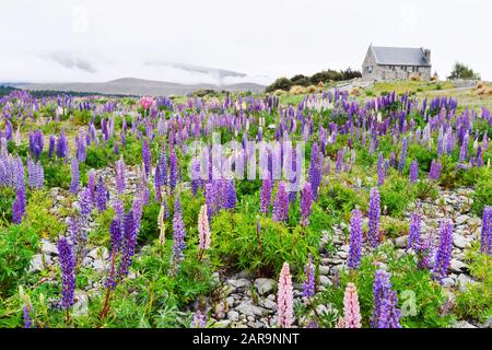 Bellissimo paesaggio lago tekapo, chiesa Buon pastore, Mt.Cook, Lupini campi, isola del Sud Nuova Zelanda Foto Stock