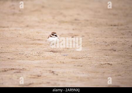 Wilsons snipe shorebird Charadrius wilsonia forages per i granchi più fiddler lungo un estuario prima della spiaggia di Tigertail a Marco Island, Florida. Foto Stock