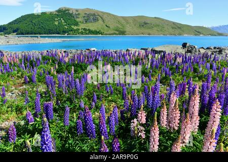 Campo di fiori selvatici di lupino sulle rive del lago Tekapo in Nuova Zelanda Foto Stock