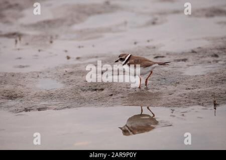 Wilsons snipe shorebird Charadrius wilsonia forages per i granchi più fiddler lungo un estuario prima della spiaggia di Tigertail a Marco Island, Florida. Foto Stock