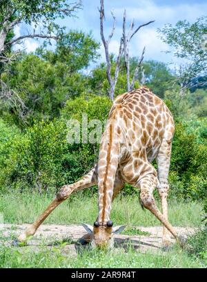 Una giraffa si piega verso il basso per bere l'acqua in un buco d'acqua naturale nel Parco Nazionale Kruger in Sudafrica immagine in formato orizzontale Foto Stock