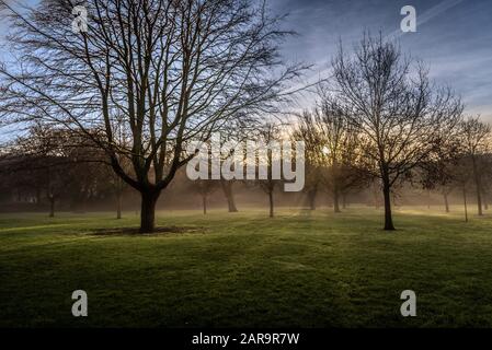 Sunrise nel parco di nebbia che brilla con raggi del sole attraverso gli alberi e i rami. Splendida vista panoramica su una silenziosa e tranquilla mattina in un vuoto, vivid Foto Stock