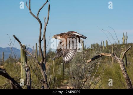 Ferruginoso Hawk in volo attraverso l'Arizona Southwest Desert Foto Stock