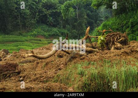 Sumedang, Indonesia. 27th Gen 2020. Una vista di un'area danneggiata che è stata colpita dalla frana in Cilipung Village.Heavy piogge che ha inondato alcune aree il 26 gennaio pomeriggio e ha causato una frana che ha ucciso due persone e ferito altri due e raccolti residenti risaie. Credit: Sopa Images Limited/Alamy Live News Foto Stock