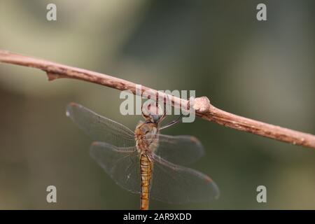 Una libellula appollaiata su un ramo d'albero in autunno Foto Stock