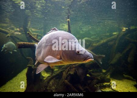 Pesci di acqua dolce carpa (Cyprinus carpio) nello stagno. Riprese subacquee nel lago. La vita selvatica animale Foto Stock