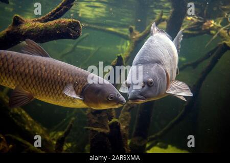 Pesci di acqua dolce carpa (Cyprinus carpio) nello stagno. Riprese subacquee nel lago. La vita selvatica animale Foto Stock