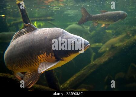 Pesci di acqua dolce carpa (Cyprinus carpio) nello stagno. Riprese subacquee nel lago. La vita selvatica animale Foto Stock