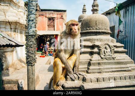 Kathmandu, Nepal - Luglio 2019 molto simpatica famiglia di scimmie al tempio di Swayambhunath Foto Stock