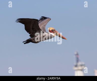 Il pellicano californiano marrone (Pelecanus occidentalis) che sorvola l'oceano in un cielo blu, Galveston, Texas, USA Foto Stock